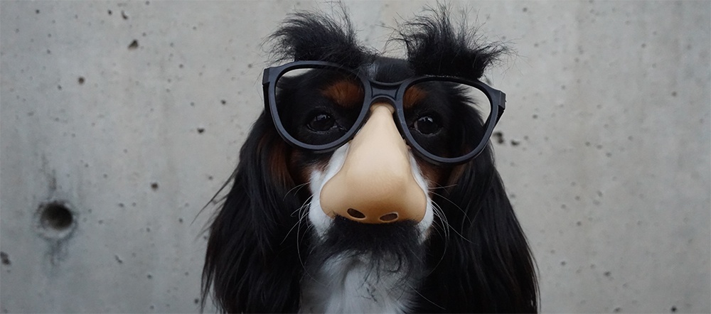 an adorable dog in a disguise representing seller fraud